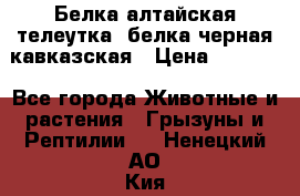 Белка алтайская телеутка, белка черная кавказская › Цена ­ 5 000 - Все города Животные и растения » Грызуны и Рептилии   . Ненецкий АО,Кия д.